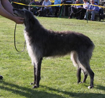 MOIREACH SCOTTISH EAGLE